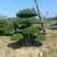 对节白蜡树形优美，易存活，绿化、美化、净化树种优选