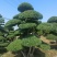 对节白蜡树形优美，易存活，绿化、美化、净化树种优选