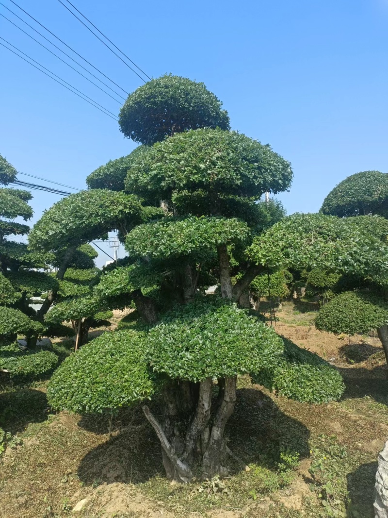 对节白蜡树形优美，易存活，绿化、美化、净化树种优选