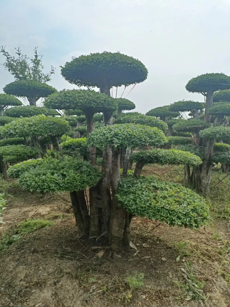 精品对节白蜡对节白蜡盆景样式精美品质保证可视频!