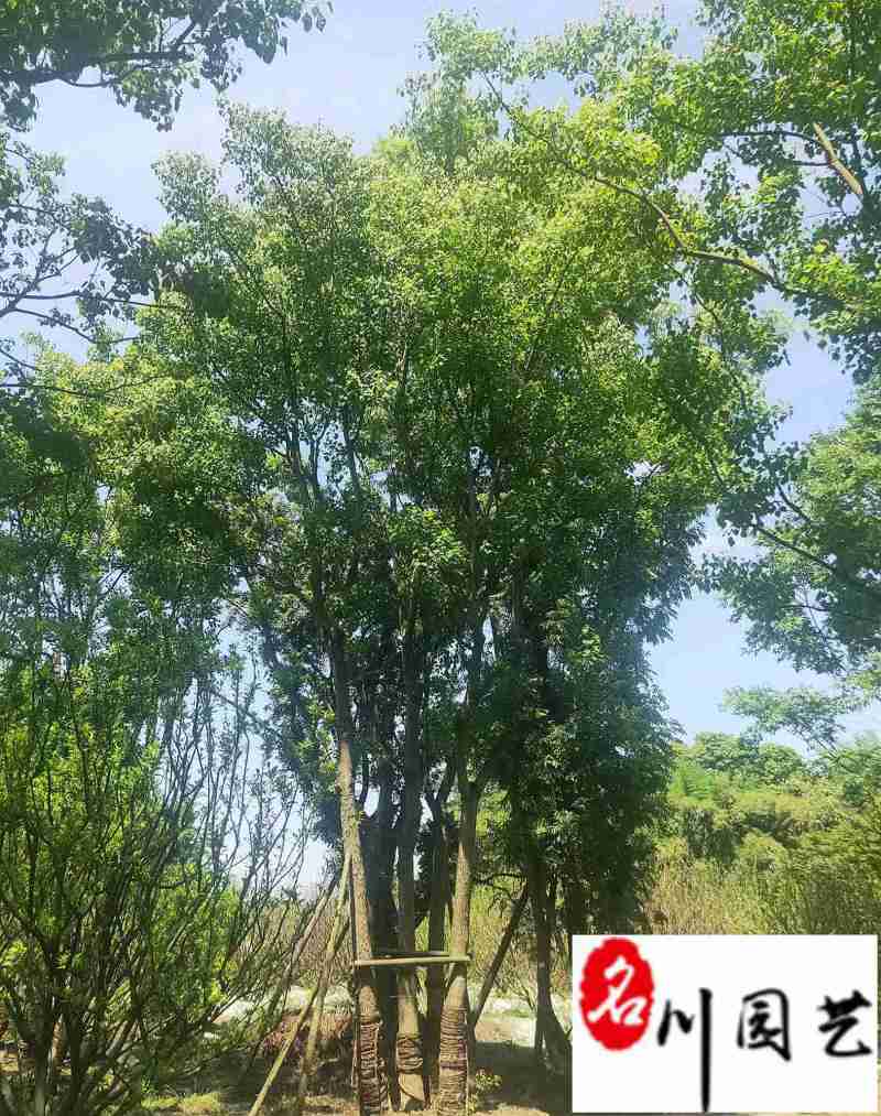 乌桕工程绿化苗木批发8-20公分乌桕价格行情价低物优