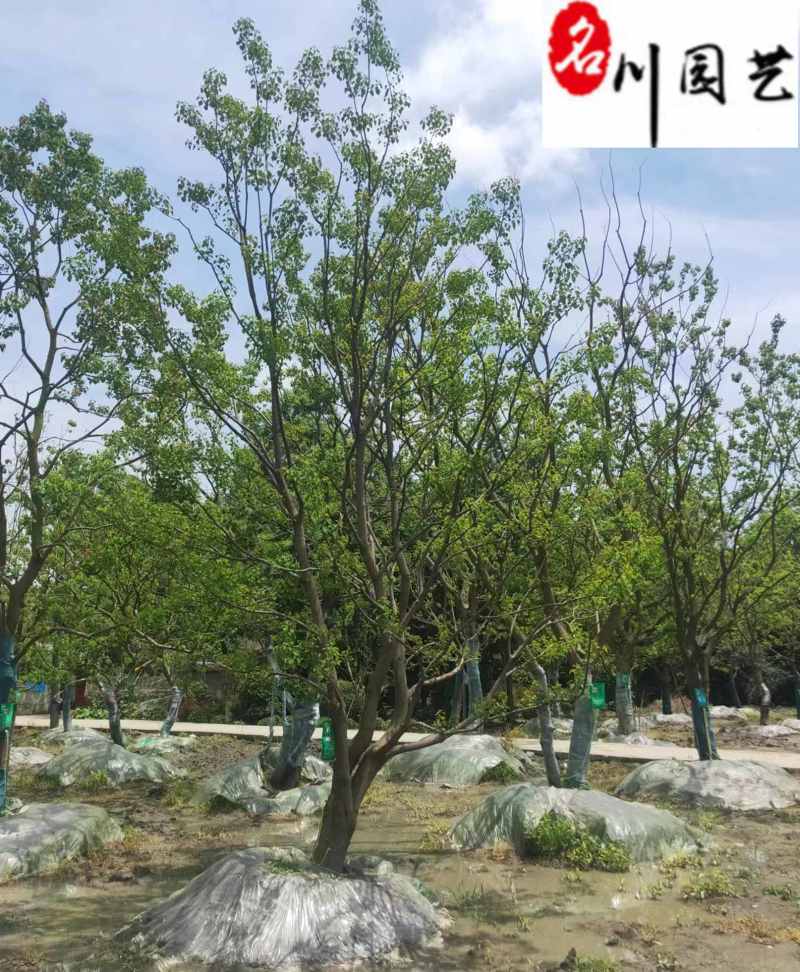 乌桕工程绿化苗木批发8-20公分乌桕价格行情价低物优