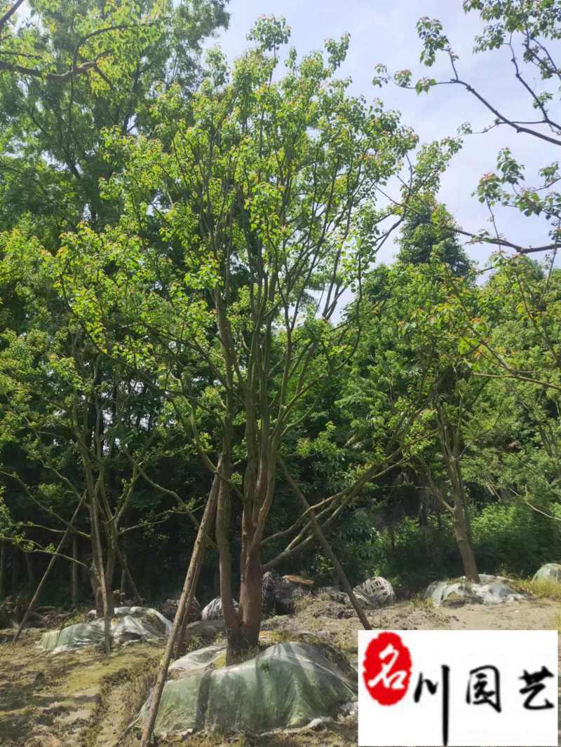 乌桕工程绿化苗木批发8-20公分乌桕价格行情价低物优