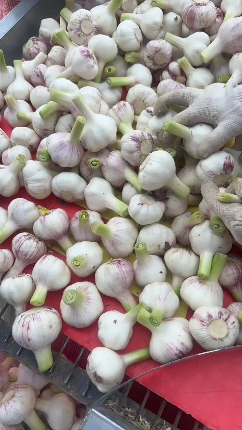 【紫皮蒜】鲜蒜，扒皮蒜商丘大蒜大量供应可视频看货