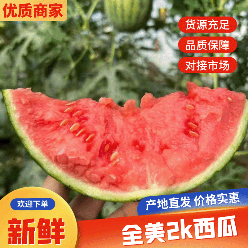 小糖丸西瓜上市市场供应电商平台供应