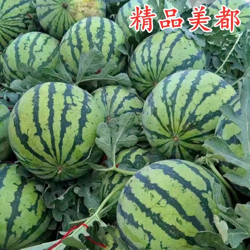 [美都西瓜批发]河南商丘睢阳区西瓜 0.20元/斤美都西瓜 商丘 _ 一亩田
