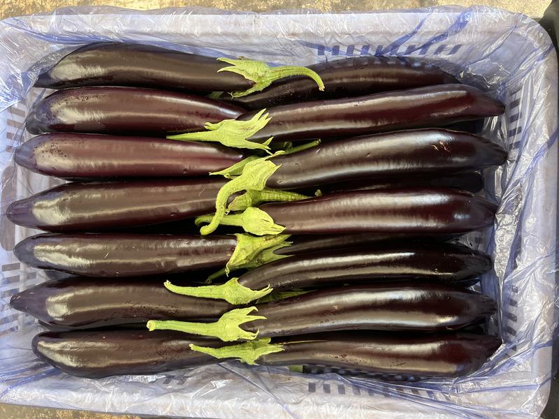山东潍坊寿光茄子-绿把长茄，量大质优，价格优惠，欢迎咨询采购