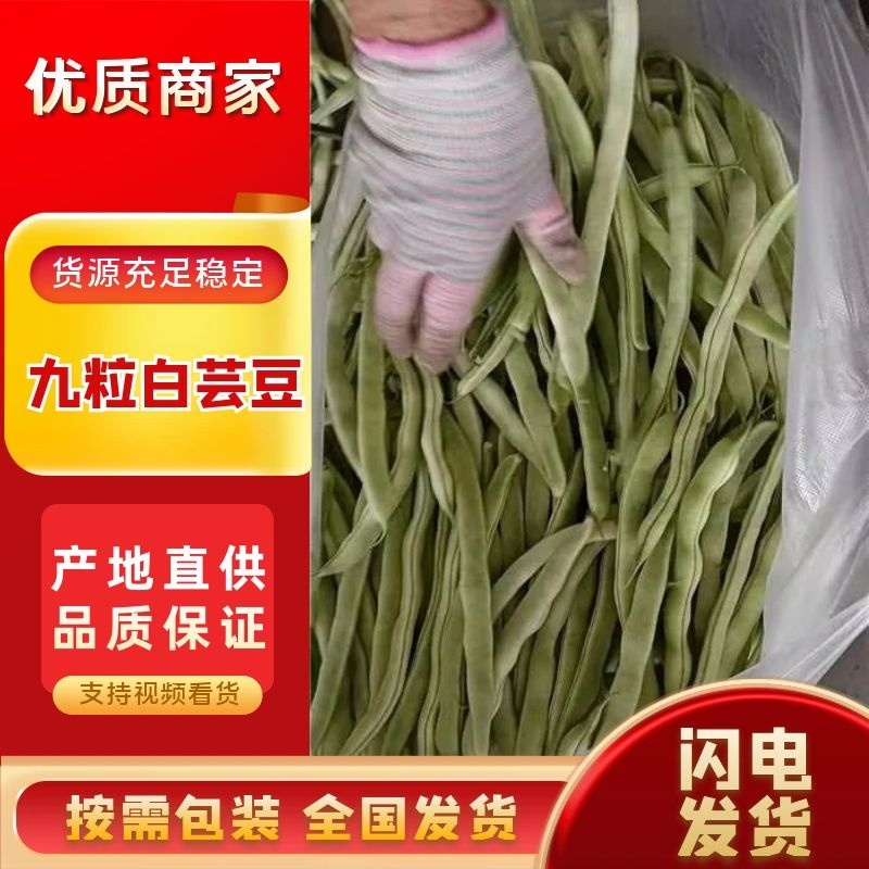 九粒白芸豆四季豆白不老可视频看货品质保证