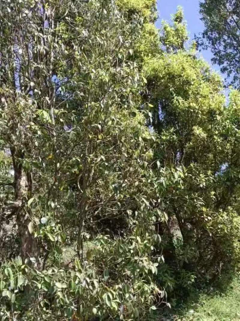 重庆巫溪蒲莲老鹰茶，百年古树，量大质优，价格优惠