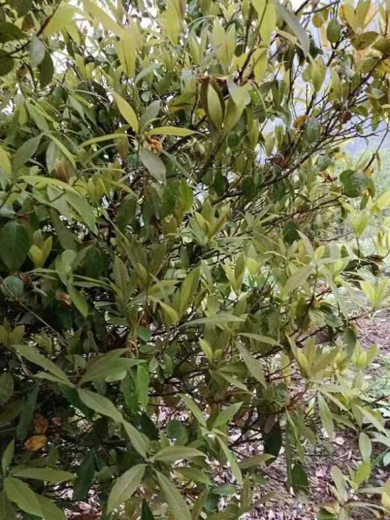重庆巫溪蒲莲老鹰茶，百年古树，量大质优，价格优惠