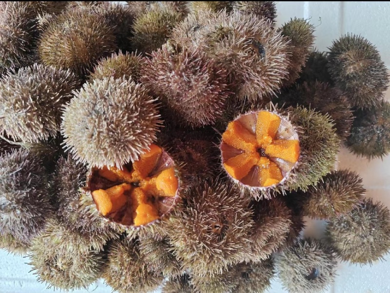 【自家养殖】马粪海胆质量保证，品种纯正，假一赔十
