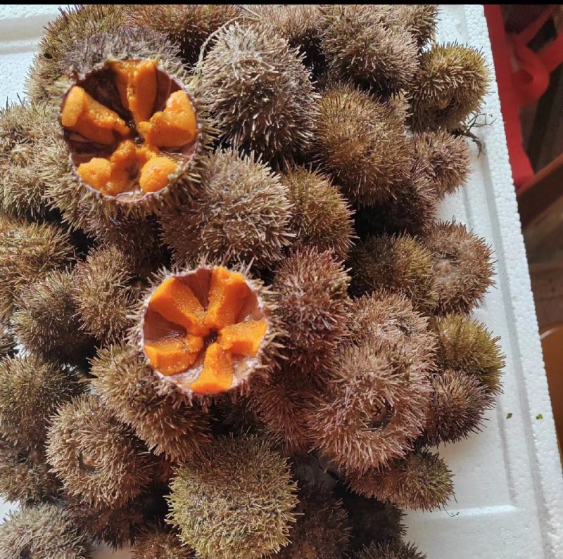 【自家养殖】马粪海胆质量保证，品种纯正，假一赔十