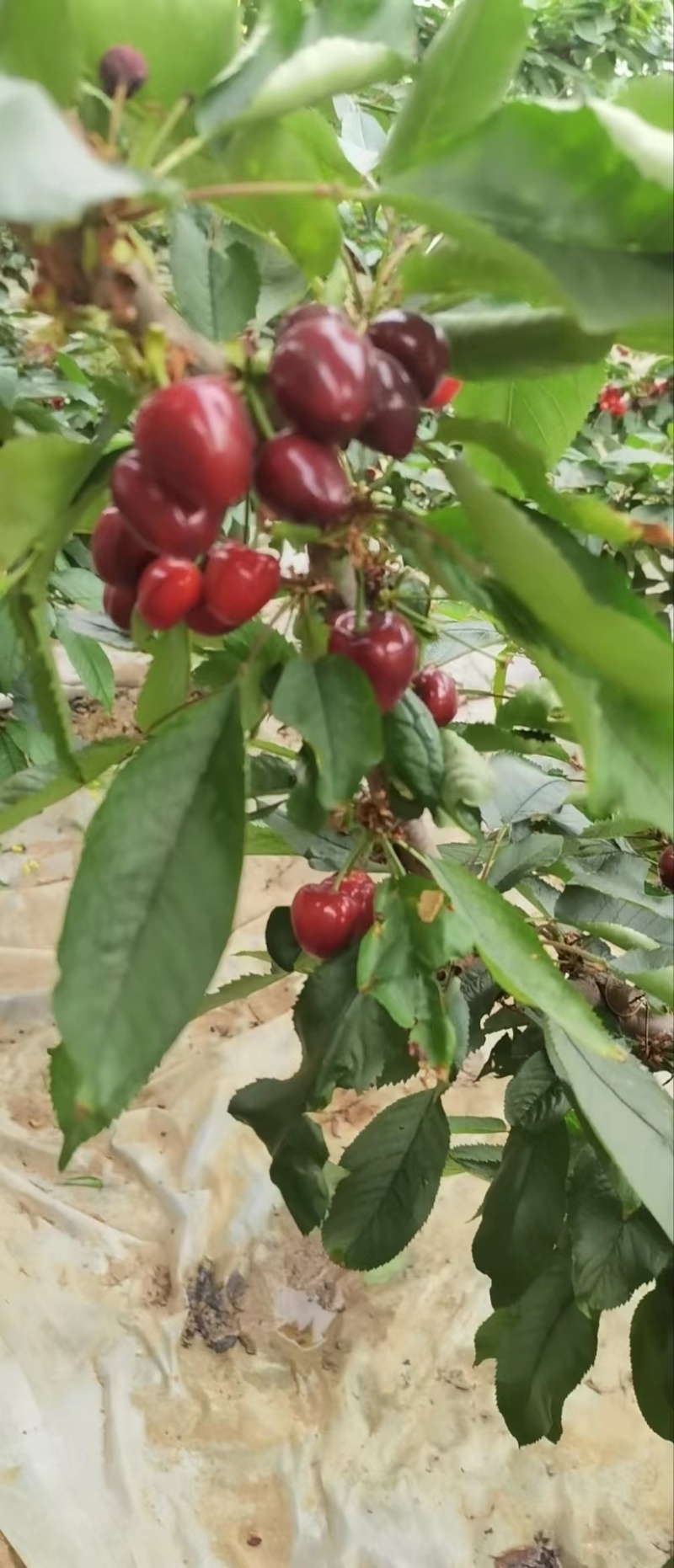 美早樱桃大量上市产地直发一手货源可视频看货