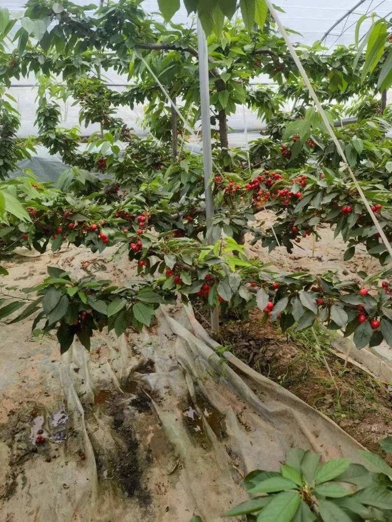 美早樱桃大量上市产地直发一手货源可视频看货