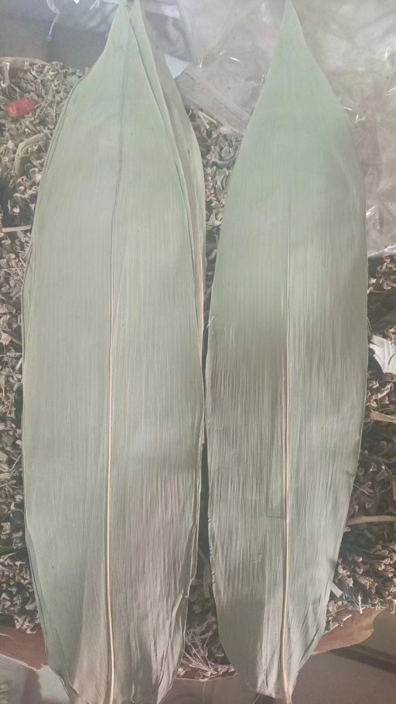 50斤绿粽叶