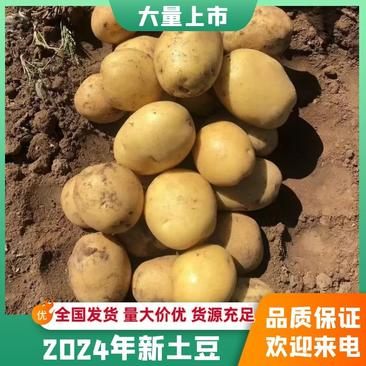 荷兰十五土豆黄心土豆无虫眼无青头沙地种植价格低品质好