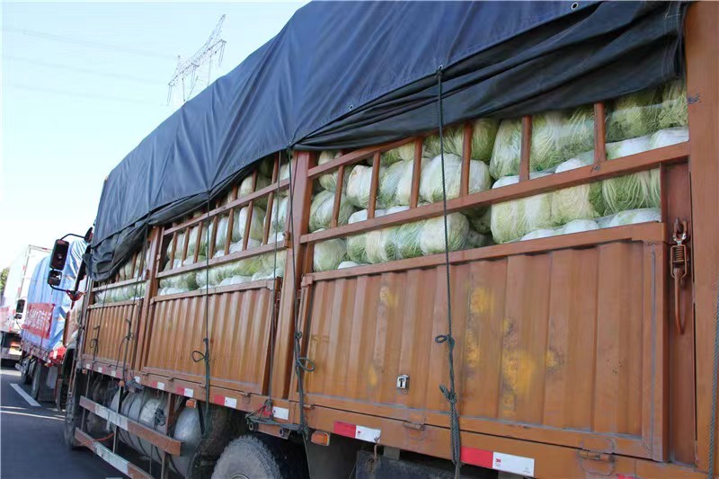 湖北荆门黄心白菜对接电商市场商超等各类客户