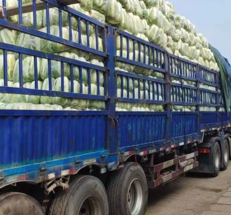 湖北荆门黄心白菜对接电商市场商超等各类客户