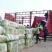 湖北荆门黄心白菜对接电商市场商超等各类客户
