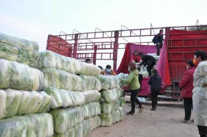 湖北荆门黄心白菜对接电商市场商超等各类客户