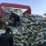 湖北荆门黄心白菜对接电商市场商超等各类客户