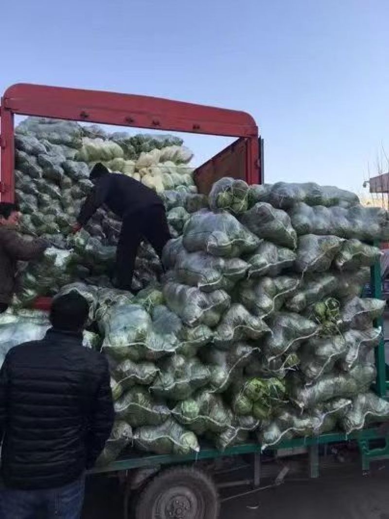 湖北荆门黄心白菜对接电商市场商超等各类客户