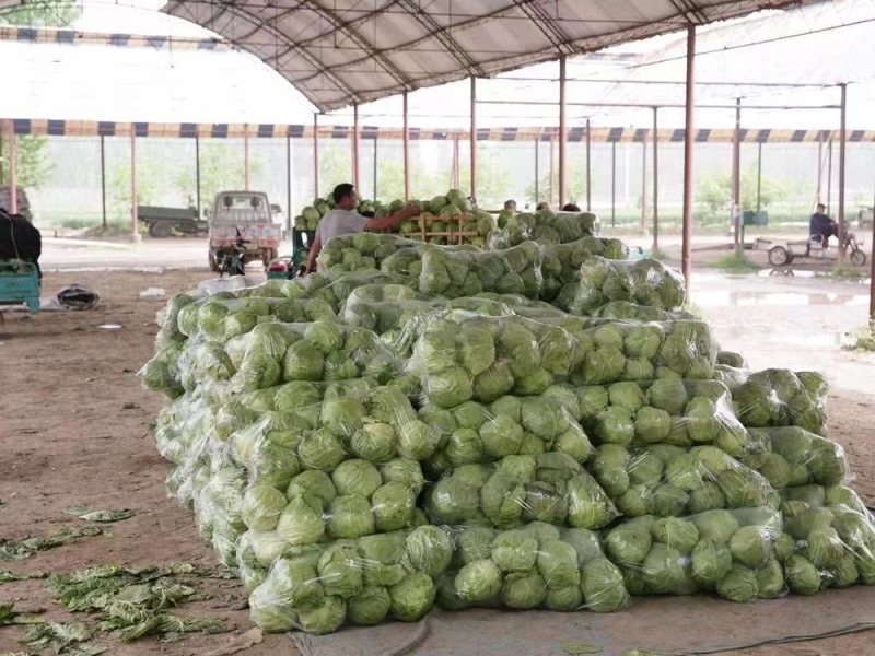 湖北圆包菜货量充足，量大从优，品质保障