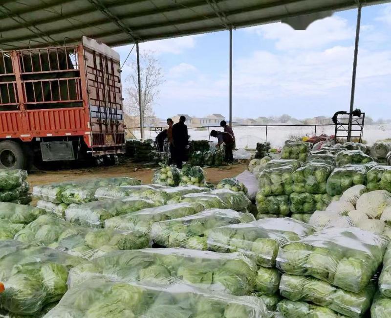 湖北圆包菜货量充足，量大从优，品质保障