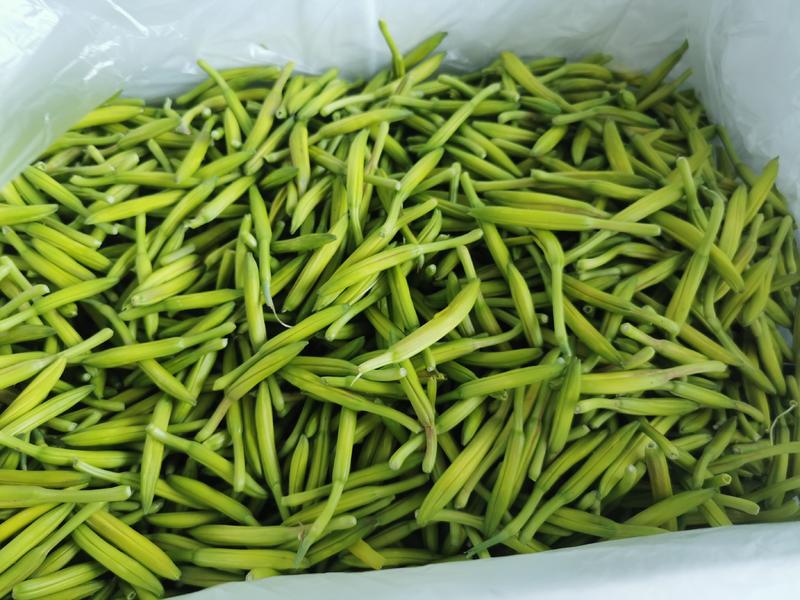 【清水黄花菜】河南产地直发质量保证一手货源欢迎订购