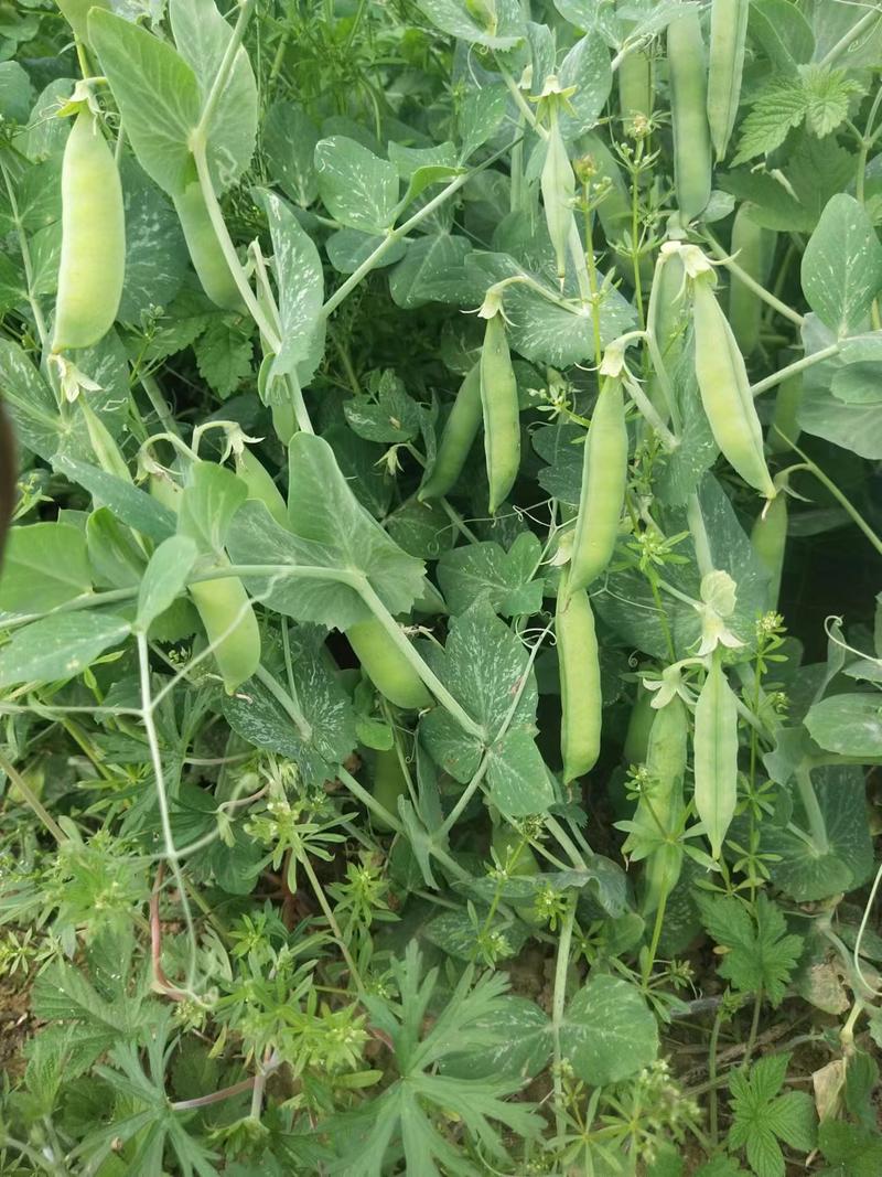 中豌6号豌豆大量上市产地直发对接全国市场量大从优