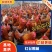 红毛大公鸡鸡苗红玉公鸡鸡苗，包运输，包疫苗