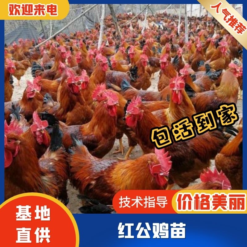 红毛大公鸡鸡苗红玉公鸡鸡苗，包运输，包疫苗