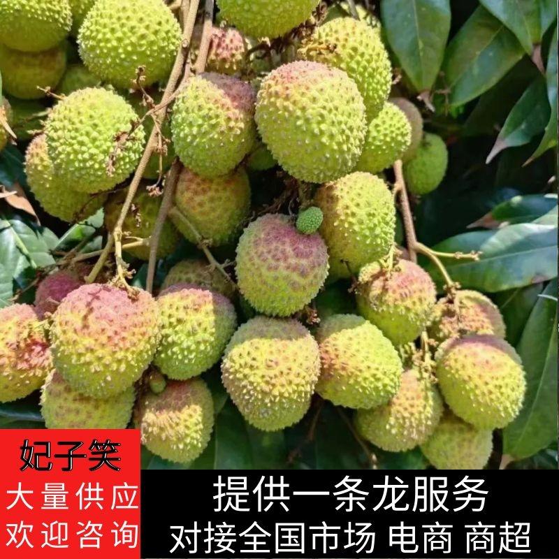 广东高州妃子笑荔枝，产地直发量大从优，24小时供货。