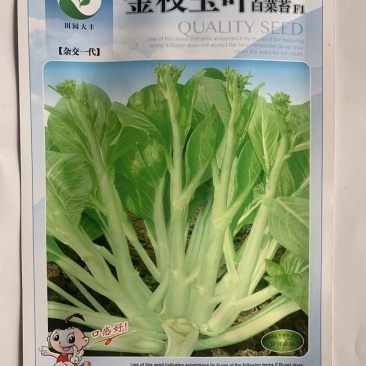 金枝玉叶白菜苔种子，早熟，味美脆甜，耐热抗病，基地种植