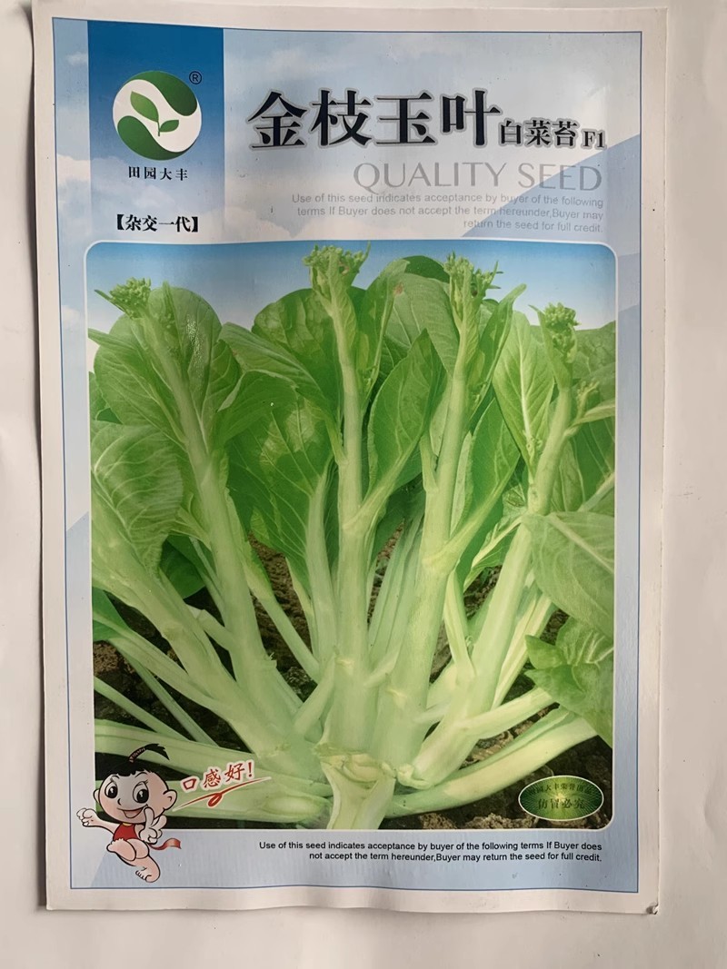 金枝玉叶白菜苔种子，早熟，味美脆甜，耐热抗病，基地种植