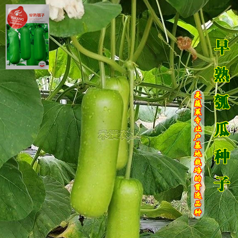 原装早熟瓠瓜种子短蒲瓜种籽甜瓠子瓜菜葫芦短棒农家四季蔬菜