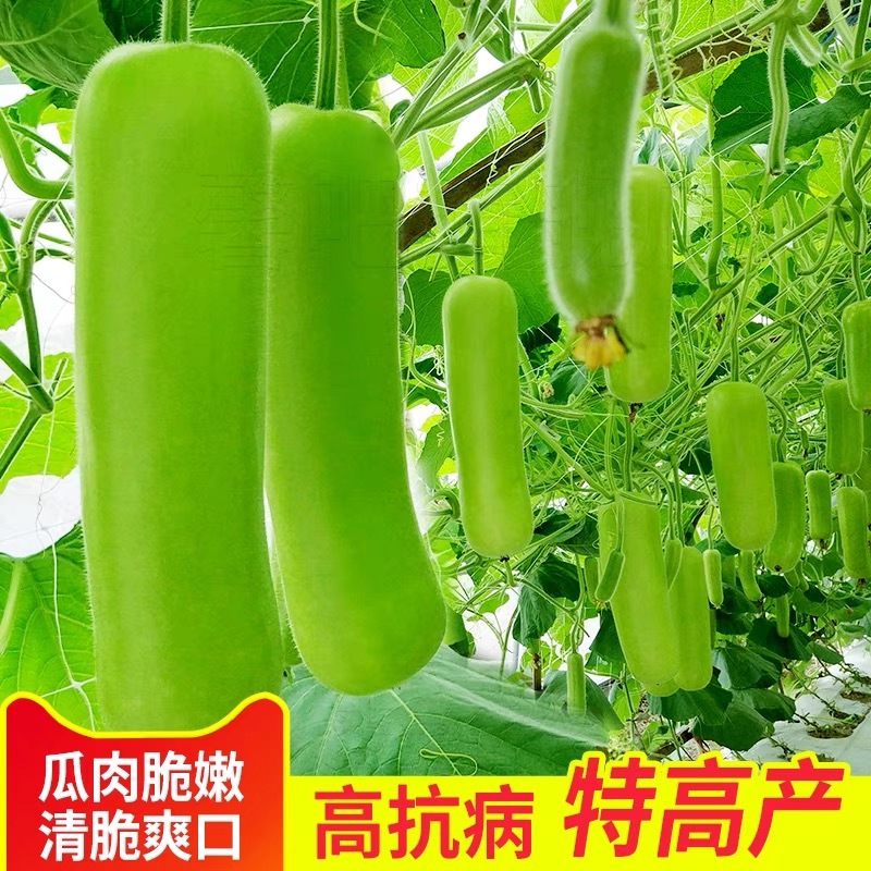 原装早熟瓠瓜种子短蒲瓜种籽甜瓠子瓜菜葫芦短棒农家四季蔬菜