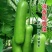 原装早熟瓠瓜种子短蒲瓜种籽甜瓠子瓜菜葫芦短棒农家四季蔬菜