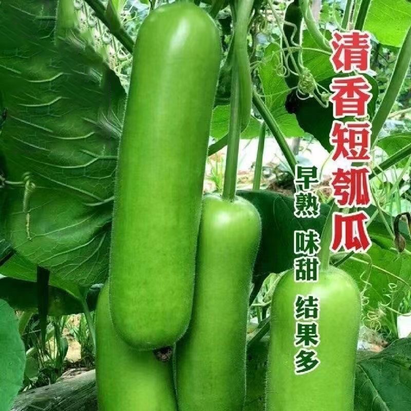 原装早熟瓠瓜种子短蒲瓜种籽甜瓠子瓜菜葫芦短棒农家四季蔬菜
