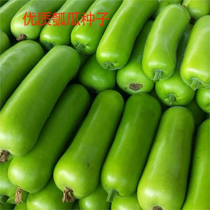 原装早熟瓠瓜种子短蒲瓜种籽甜瓠子瓜菜葫芦短棒农家四季蔬菜
