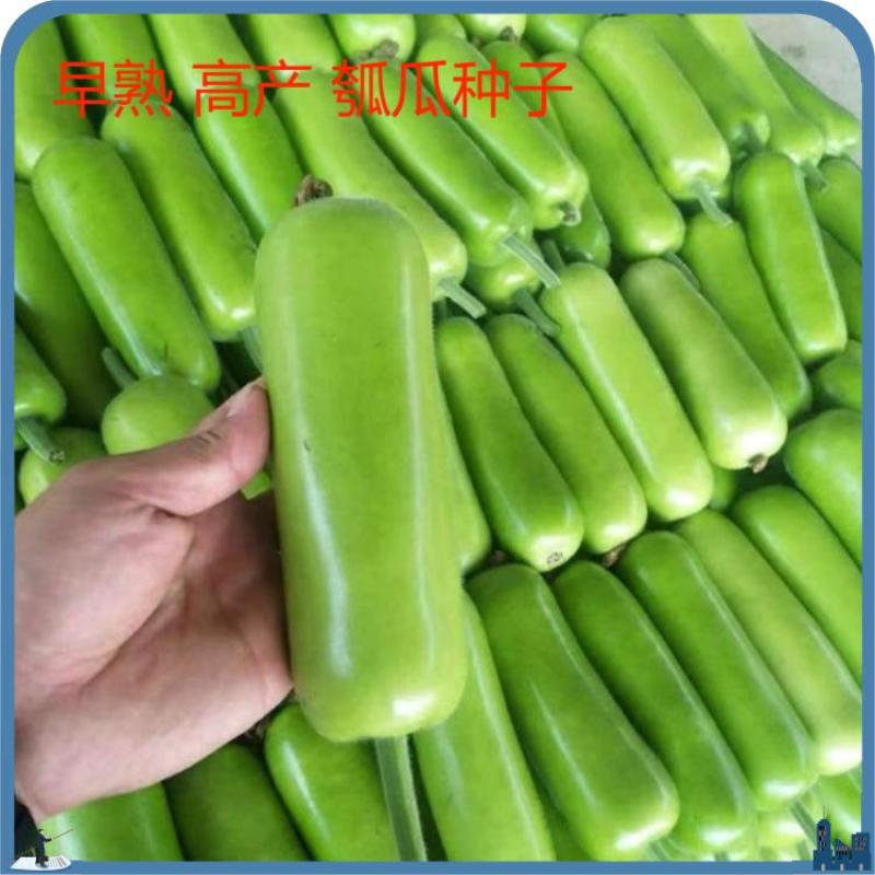 原装早熟瓠瓜种子短蒲瓜种籽甜瓠子瓜菜葫芦短棒农家四季蔬菜