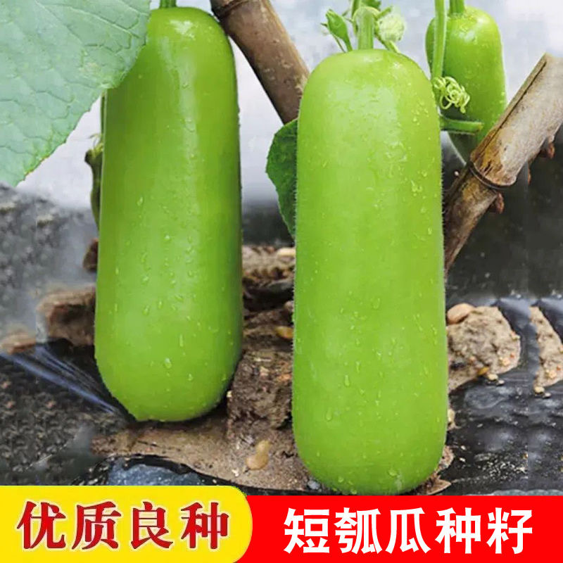 原装早熟瓠瓜种子短蒲瓜种籽甜瓠子瓜菜葫芦短棒农家四季蔬菜