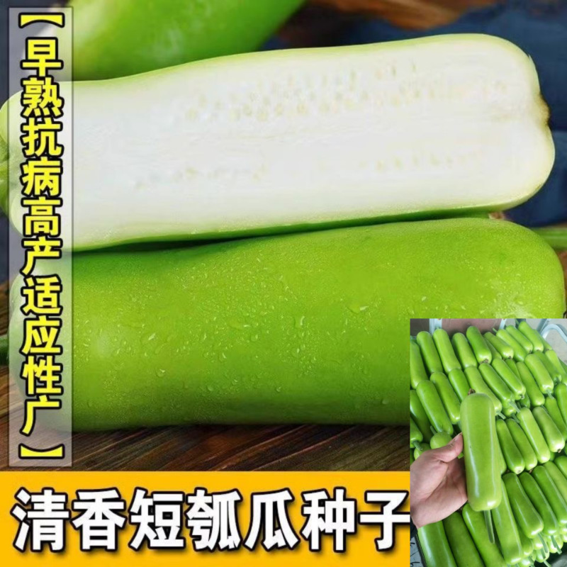 原装早熟瓠瓜种子短蒲瓜种籽甜瓠子瓜菜葫芦短棒农家四季蔬菜