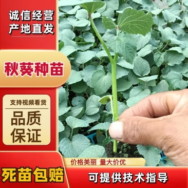 秋葵种苗黄秋葵苗红秋葵苗苗场直发长期合作