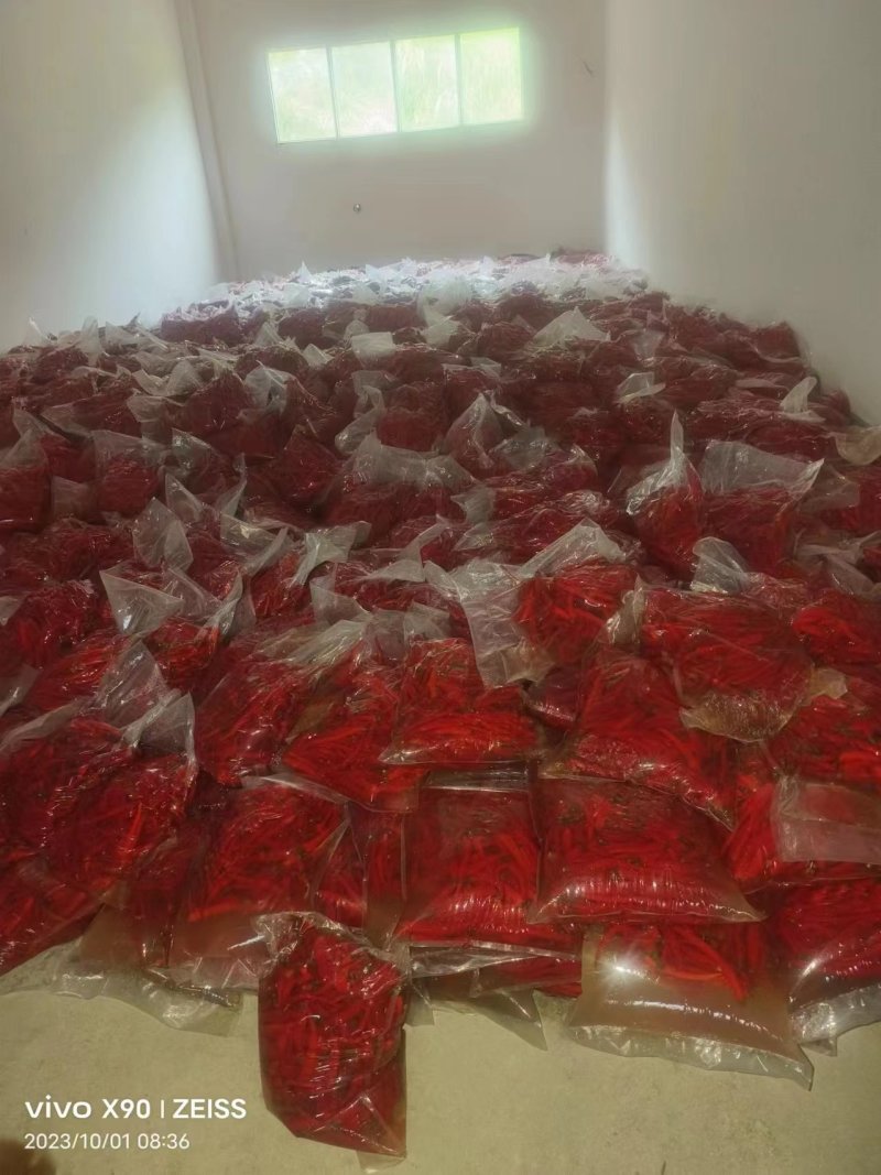 泡辣椒泡椒加工厂直发常年供货可对接各种市场