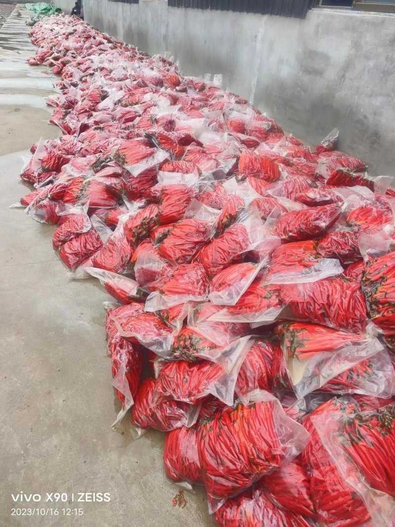 泡辣椒泡椒加工厂直发常年供货可对接各种市场