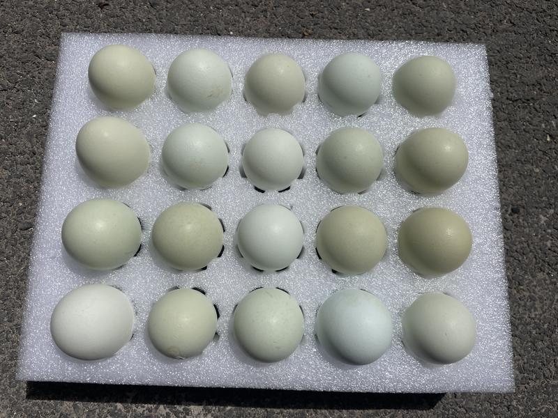 绿壳土鸡蛋10到50枚支持一件代发破损包赔对接电商
