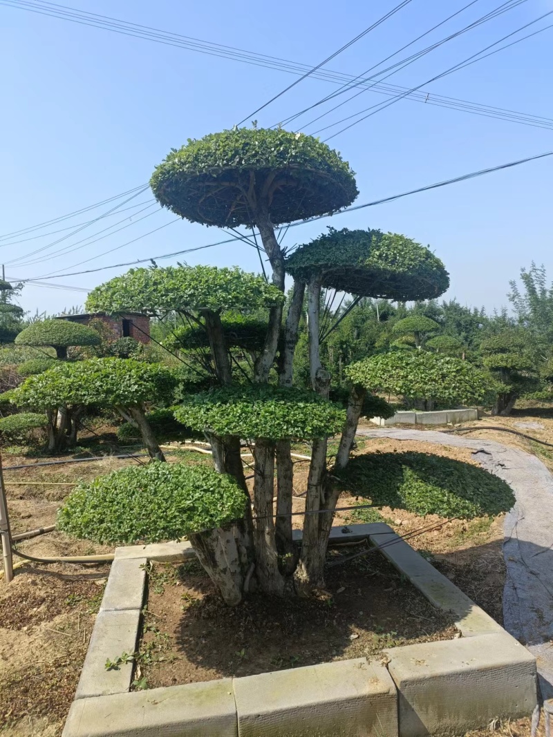 精品对节白蜡造型多样价格优惠品质保证欢迎联系