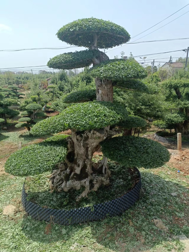 精品对节白蜡造型多样价格优惠品质保证欢迎联系