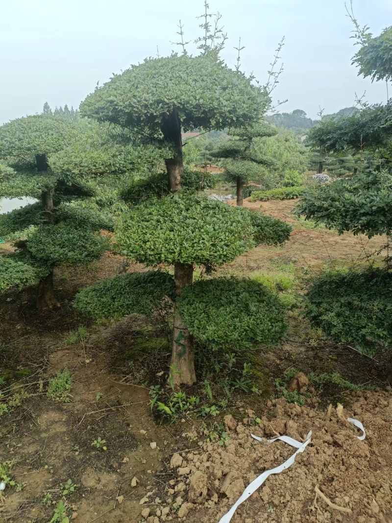 精品对节白蜡造型多样价格优惠品质保证欢迎联系